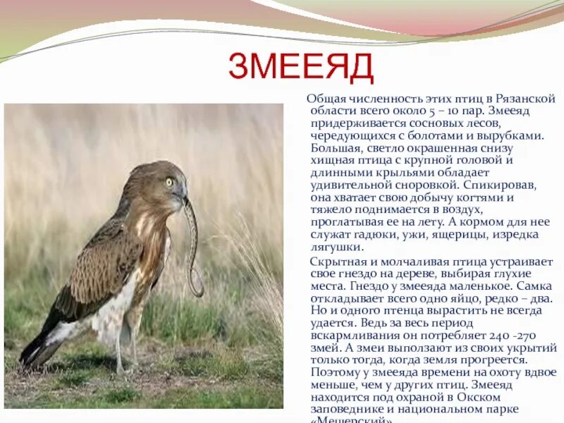 Сообщение о редких видах птиц. Животные рязанской области занесенные в красную книгу. красная книга россии. животные. птицы из красной книги. животные из красной книги 2 класс окружающий мир.