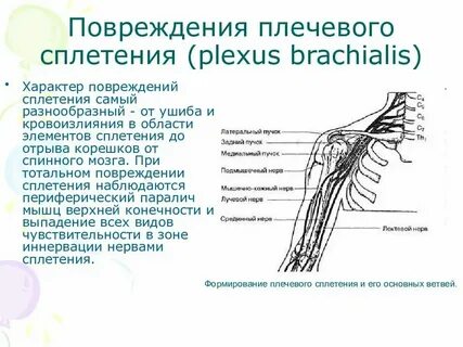 Какие нервы есть в руке