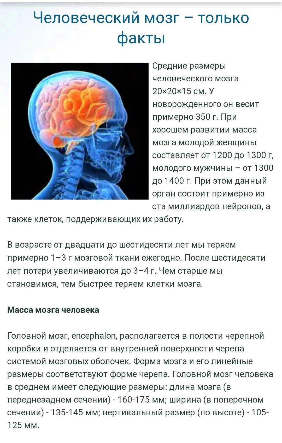 Объем головного мозга наибольшее. Об,ем мощга современного человека. Объем мозга современного человека. Масса мозга современного человека. Размер мозга.