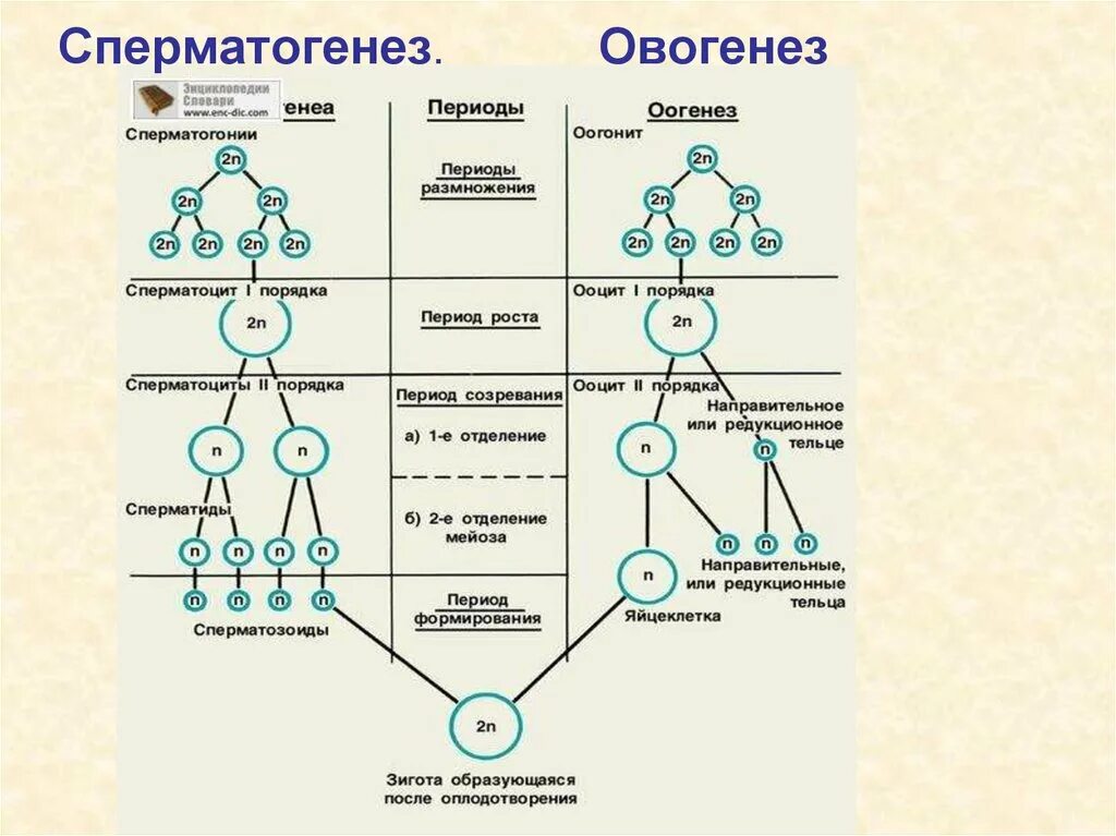 Установите последовательность происходящих при размножении человека. Схема образования сперматогенез и овогенез. Этапы сперматогенеза схема. Схема процесса сперматогенеза. Схема сперматогенеза в период размножения.