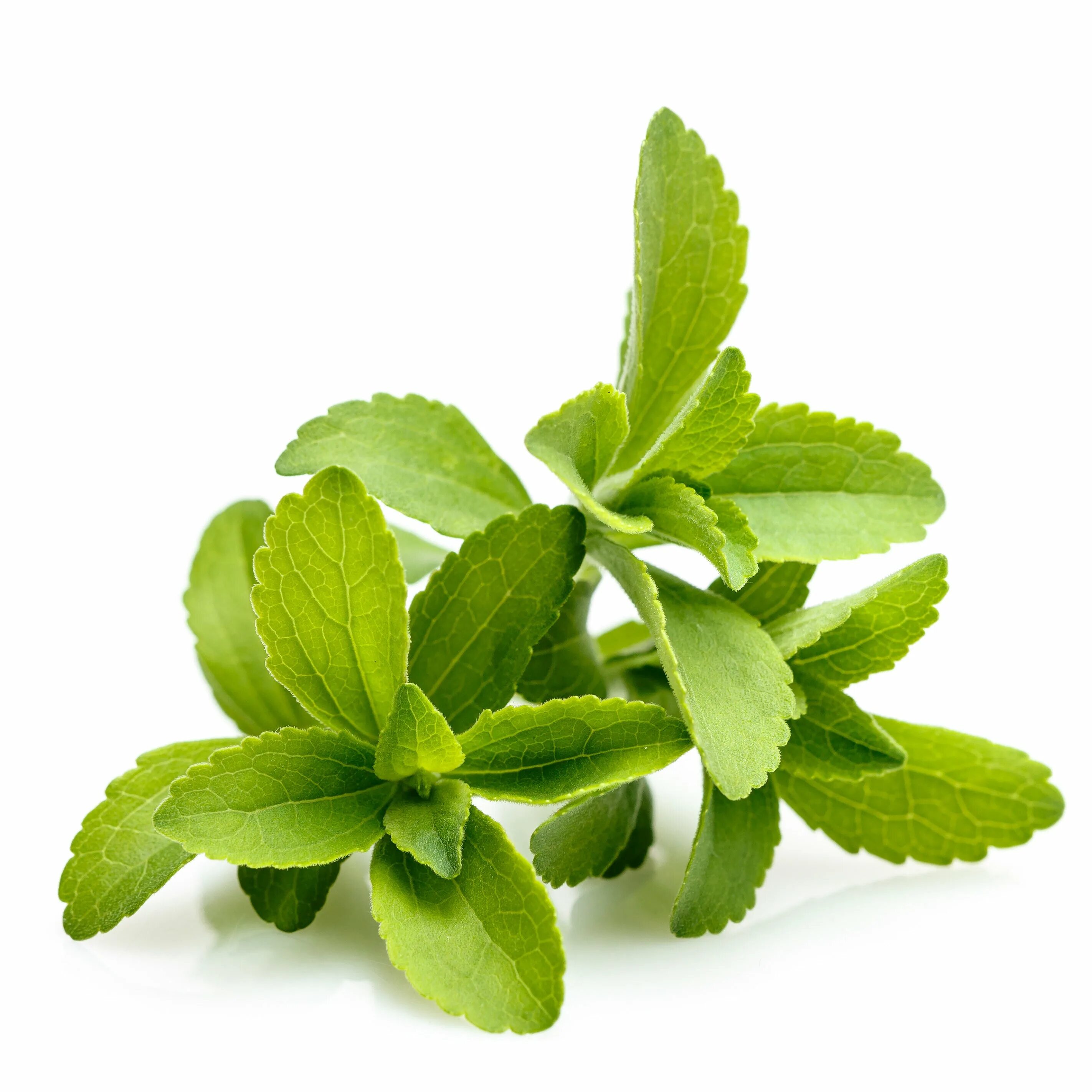 Stevia Leaf. Stevia rebaudiana. Stevia трава. Stevia rebaudiana Bertoni.