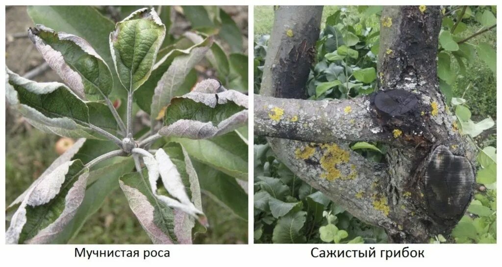 Черный рак яблонь и груш признаки заболевания, лечение и профилактика Растения, 