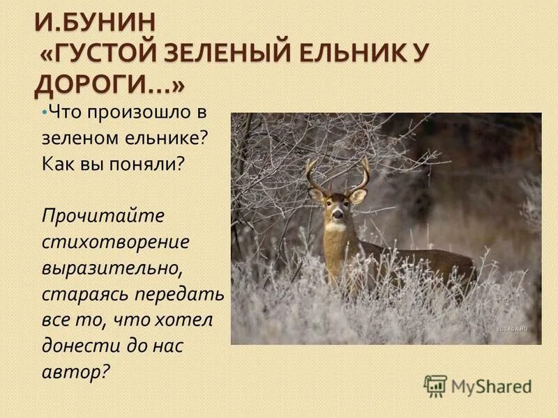 Густой зеленый ельник у дороги бунин стихотворение. Густой зеленый ельник у дороги бунин стихотворение