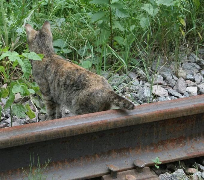 Жизнь ничему не учит. Ничему жизнь не учит кот на рельсах. Некоторых жизнь ничему не учит. Жизнь ничему не учит кот. Ничего не буду повторять