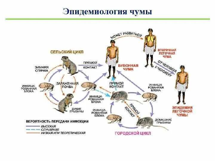 Какие млекопитающие могут быть носителями возбудителя чумы. Чума возбудитель и источник заражения. источник инфекции чумы. пути передачи при чуме. патогенез чумы.