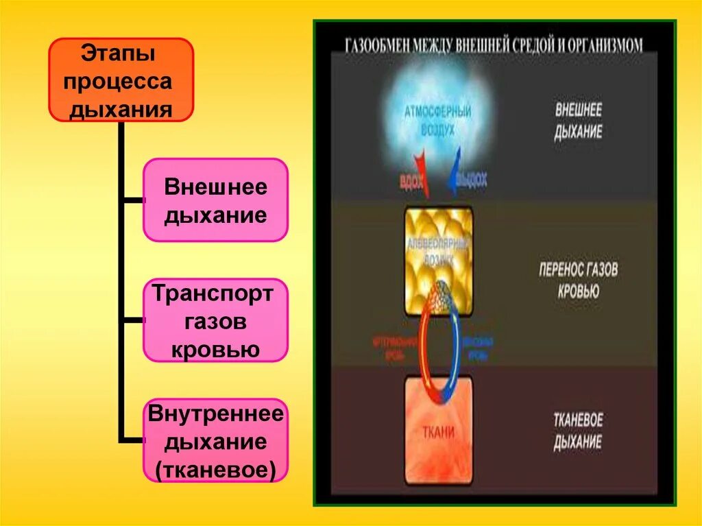 Внутреннее дыхание является. Этапы процесса дыхания транспорт газов кровью. Таблица дыхание внешнее транспорт газов тканевое дыхание. Этапы внешнего и внутреннего дыхания транспорт газов. Дыхание внешнее и внутреннее схема.