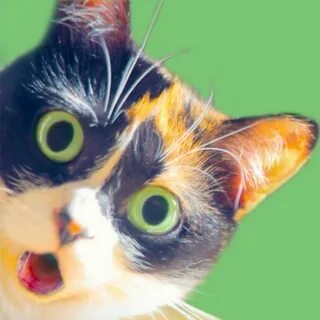 Включи коты в ютубе