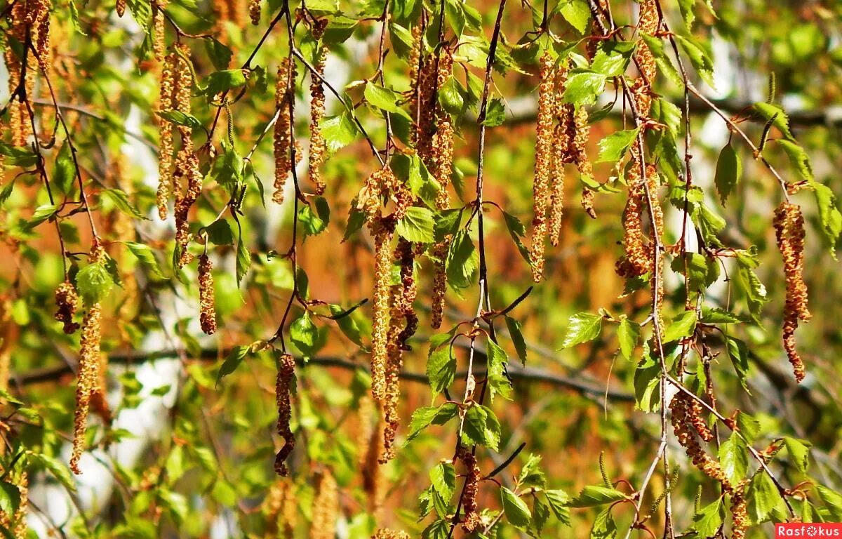 березовые сережки. сережки у березы макро. на березах появились золотые сережки. пришвин на иных березах текст. ольховые бруньки.