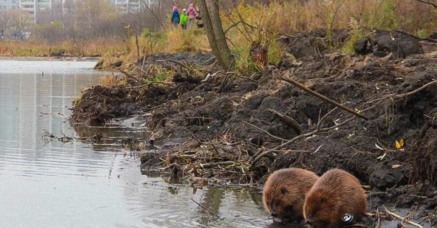 Бобры казань. Парк Яуза бобры. Бобры на реке Яуза. Бобры в Мытищах на Яузе. Плотина Бобров парк Яуза.