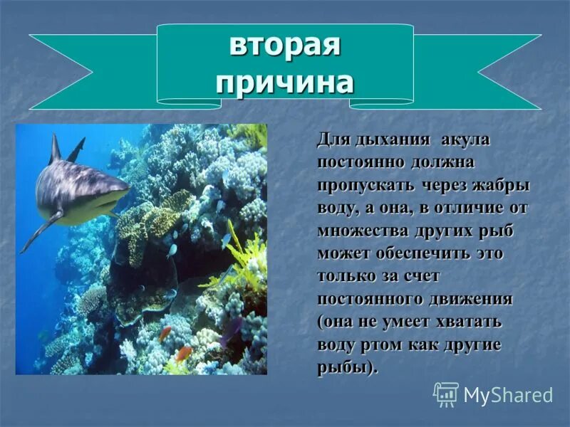 Почему акулы никогда не останавливаются. Почему акула всегда в движении. Акула должна постоянно двигаться. Хрящевые акулы характеристика. Почему акулы должны находиться в постоянном движении.