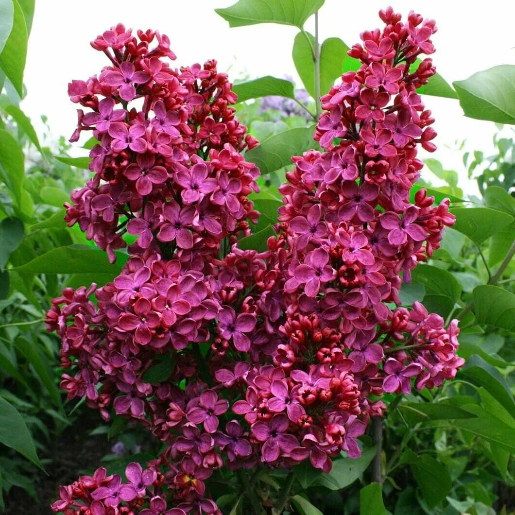 фиалка коричная роза. фиалка сюзанна. гладиолус сэлмон. гладиолус табаско. гладиолус северная пальмира.