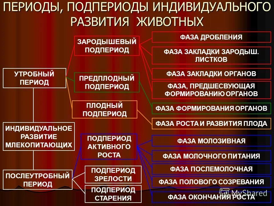 Стадии дробления бластулы гаструлы. Постэмбриональный онтогенез. Рост и развитие животных 6 класс биология таблица. Эмбриональный период онтогенеза схема. Развитие растений и животных.