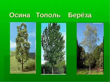 Как распознать березу