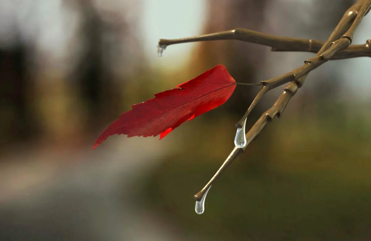 Лист дрожат на ветру. Одинокий осенний лист на ветке. Последний осенний лист. Осень дождь последний лист. Последний лист на дереве.