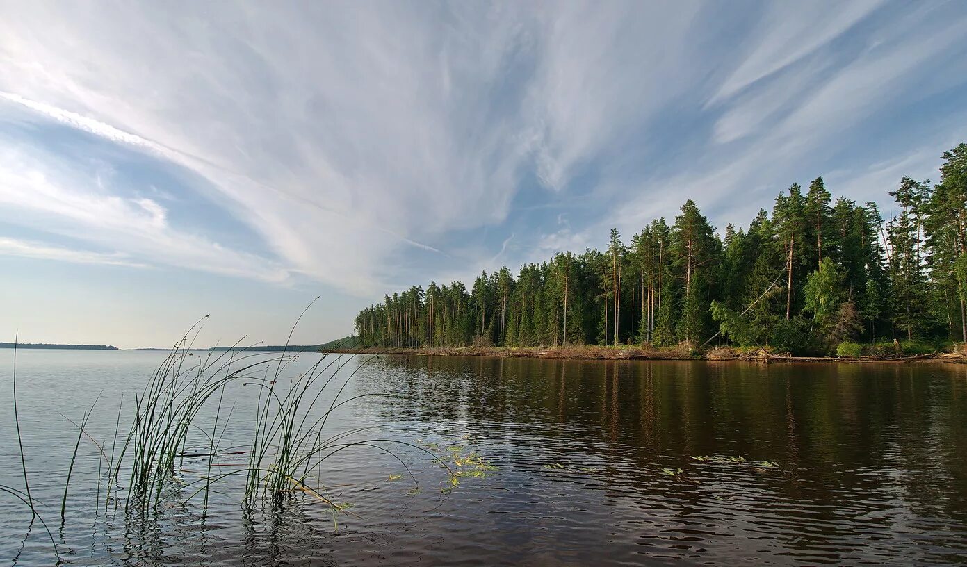 Рыбинское водохранилище. Рыбинск водохранилище Ярославская область. Остров Ваганиха Рыбинское водохранилище. Берег Рыбинского водохранилища. Рыбинское водохранилище есть