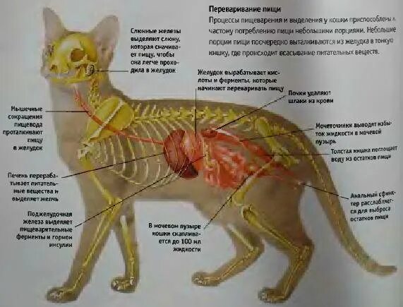 Внутреннее строение кошки схема. Расположение внутренних органов у кота. Строение внутренних органов котенка. Строение пищеварительной системы кота.