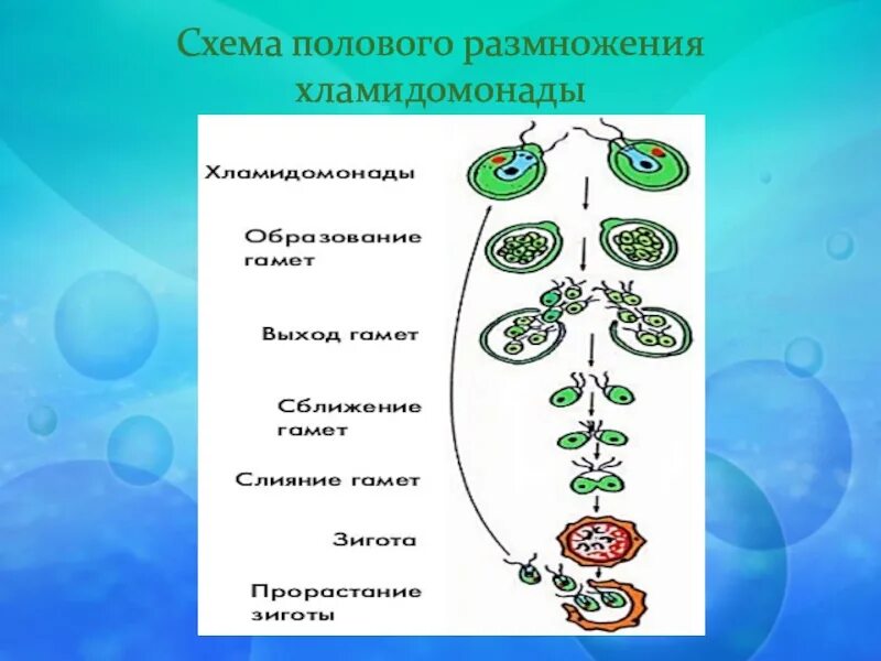Размножение водорослей хламидомонада. Схема полового размножения биология 6 класс. Половое размножение хламидомонады. Половое размножение хламидомонады схема.