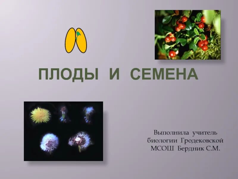 Семена плодов и деревьев в школу. Семена плодов и деревьев в школу