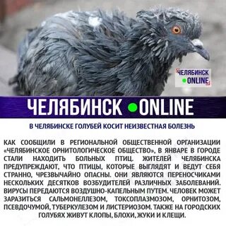 Голуби челябинска