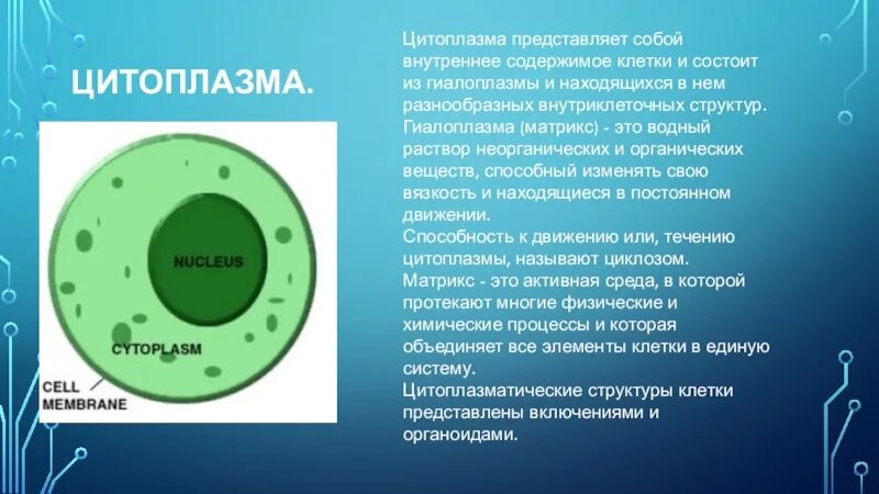 Какой основной компонент содержится в цитоплазме. Цитоплазма. Цитоплазма клетки. Цитоплазма представляет собой.