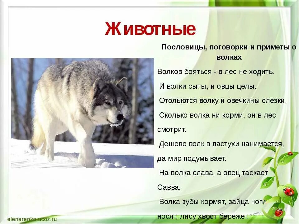 Пословицы о животных. Поговорки о животных. пословицы и поговорки о животных. поговорки на ж.