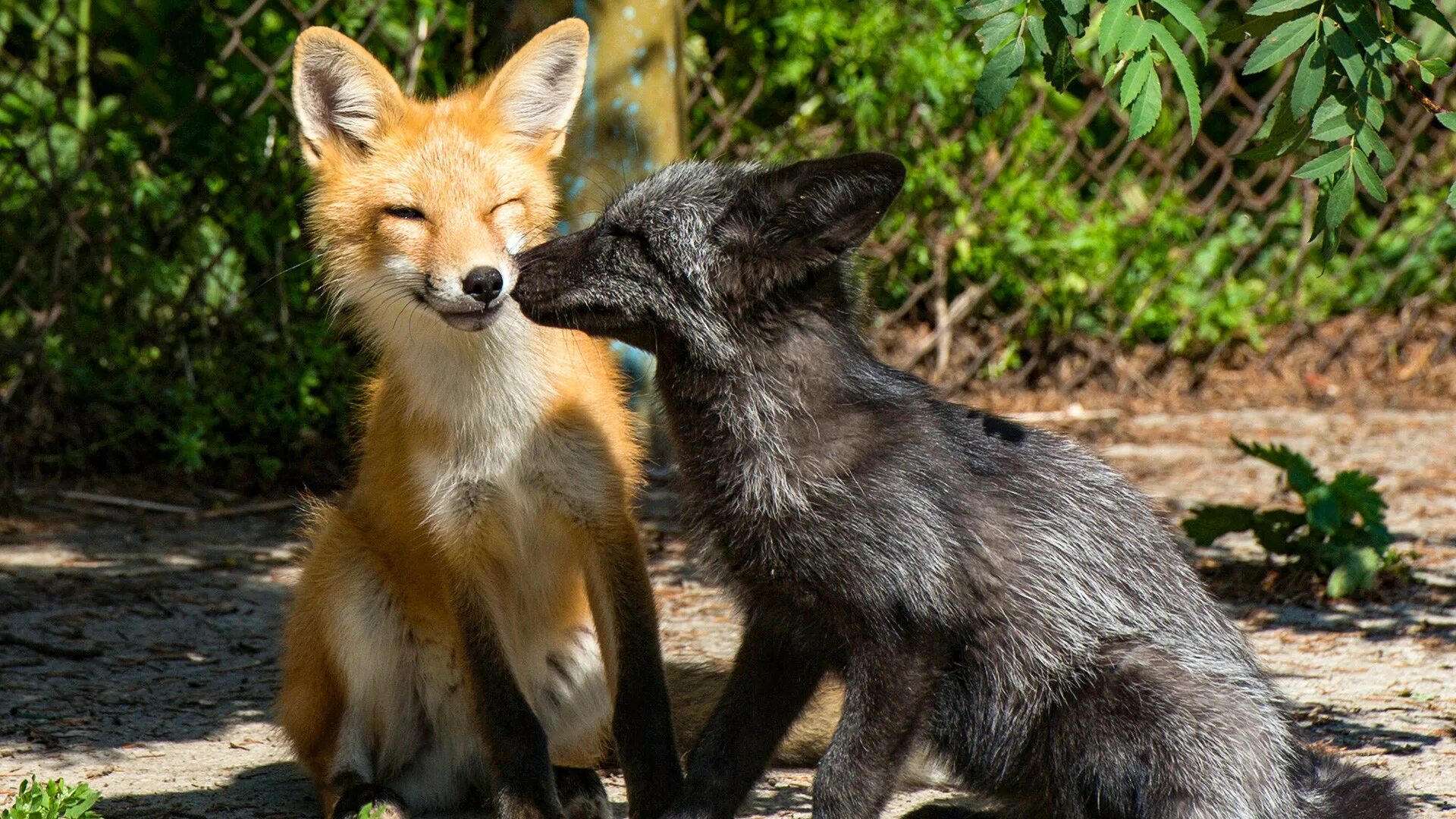Fox ex. Лиса. Чернобурый Лис. Черная и рыжая лиса. Чернобурая лиса.