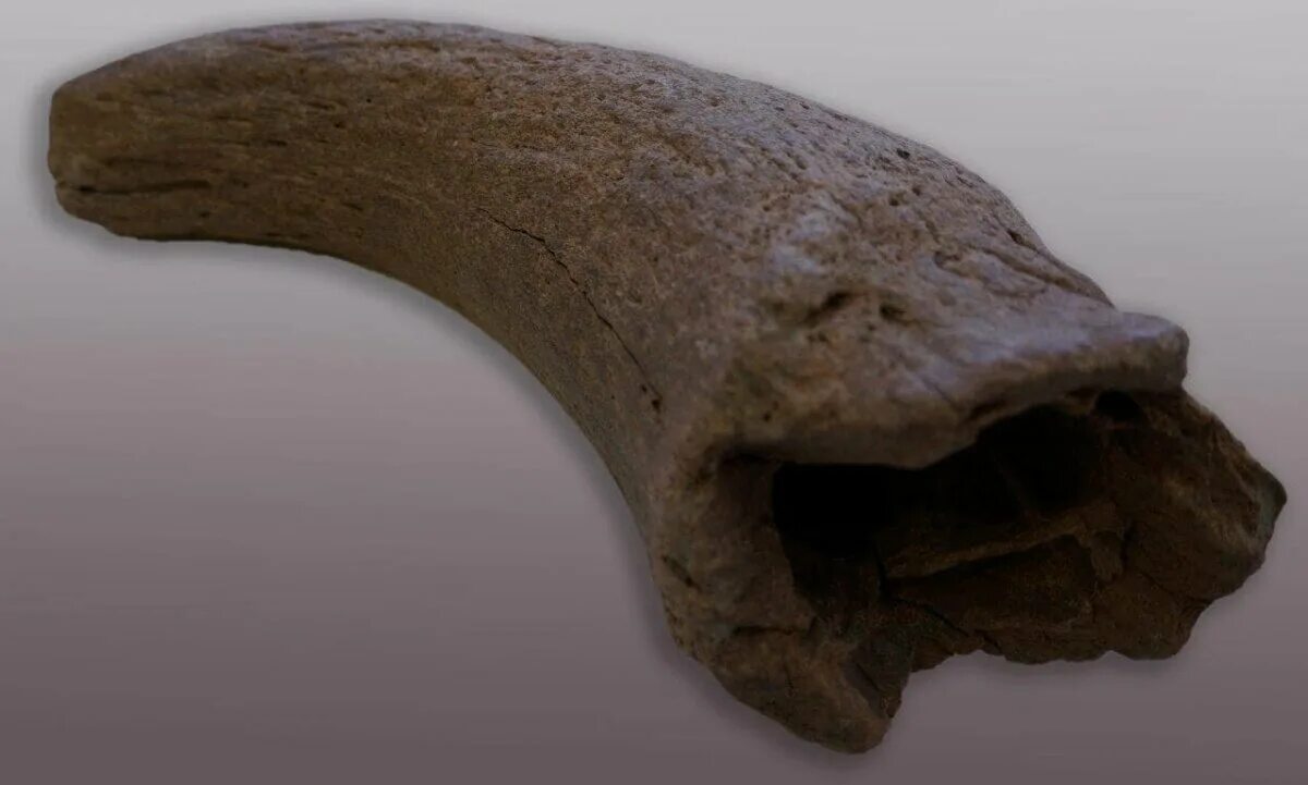 Нашли бизона. Кости бизона окаменелые. Фрагмент кости древнего бизона.