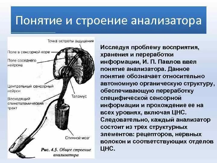 В чем проявляется взаимодействие анализаторов приведите примеры. В чем проявляется взаимодействие анализаторов приведите примеры
