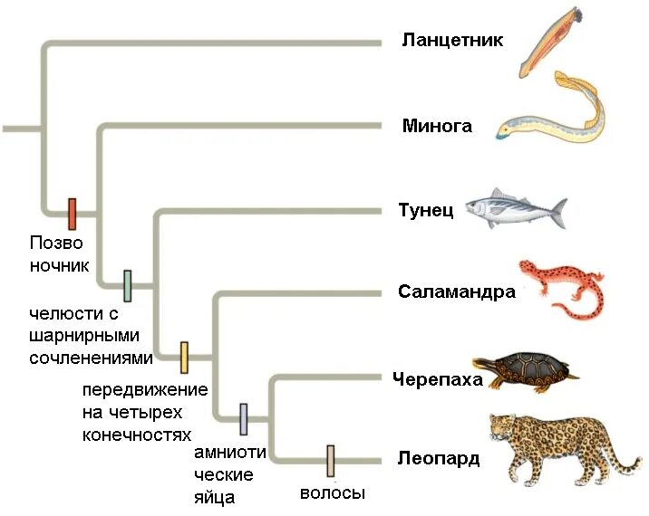 Как располагаются группы животных на родословном. Филогенетическое Древо животных. Филогенетическое Древо позвоночных. Филогенетическое Древо рептилий. Филогенетическое Древо эукариот.