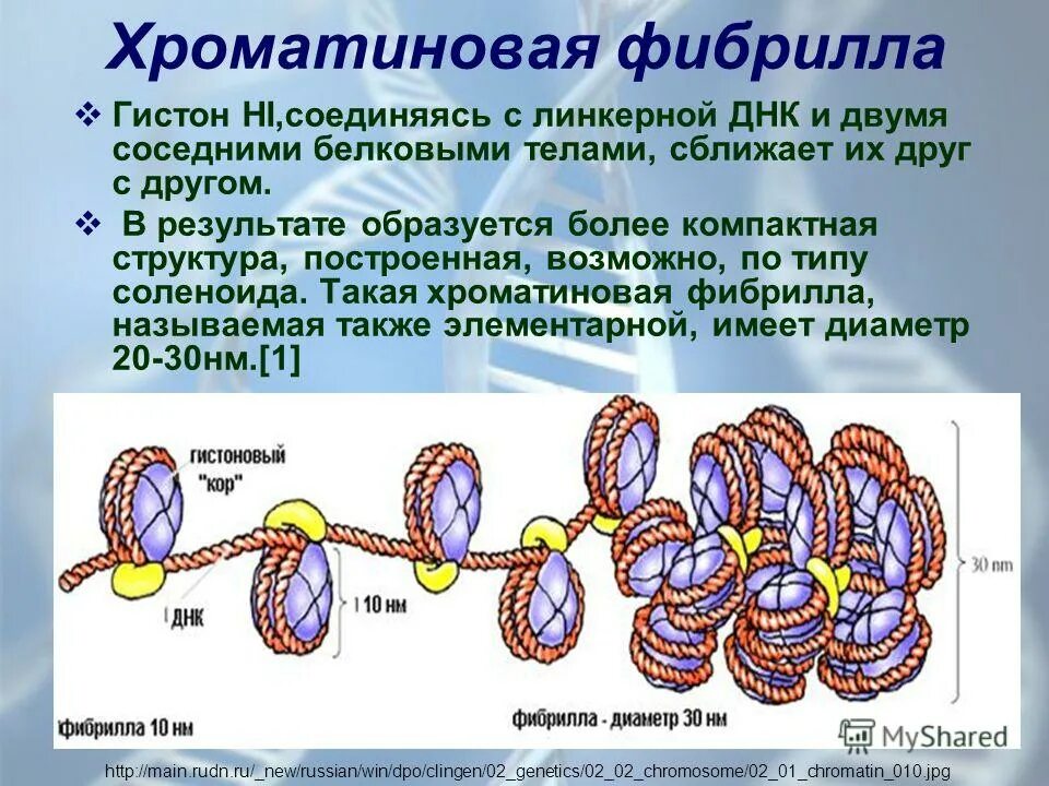 Организация наследственного материала