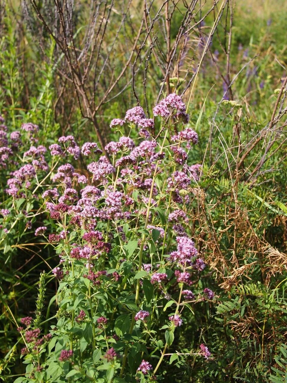 Трава кудрявец. Трава от поноса фото с названиями. Мелколепестник канадский erigeron canadensis. Трава от поноса фото с названиями. Мелколепестник канадский - conyza canadensis.