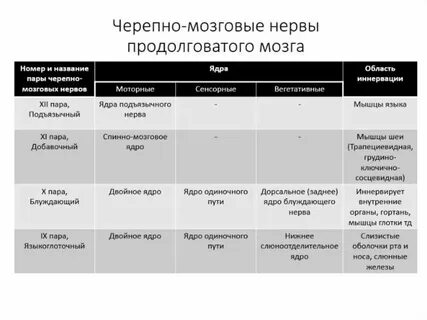 Какие ядра черепных нервов в продолговатом мозге