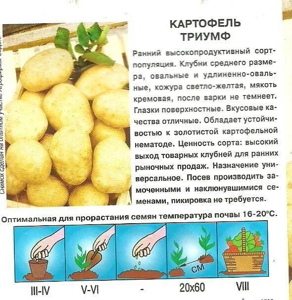 Пароли картофель характеристика. Картофель семенной Триумф описание. Сорт картофеля Триумф характеристика. Картофель Триумф описание. Картошка сорта Триумф.