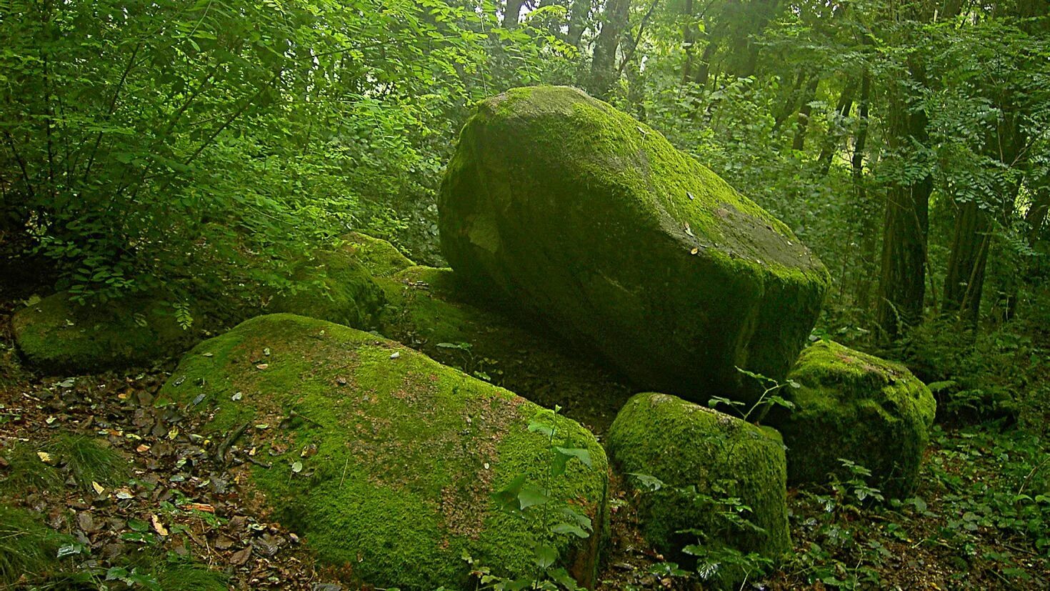 Камень мох Мезмай лес. Шервудский лес три камня. Камень в лесу. Мох на Камне. Зарастание скалы