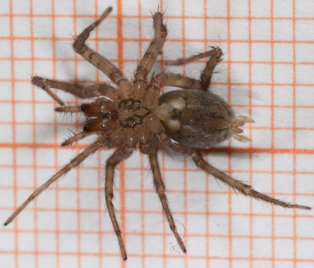 Домовый паук tegenaria domestica. Тегенария домовая. Домовой паук тегенария. Домовой паук тегенария. Тегенария домовая паук.