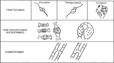 Соматогамия
