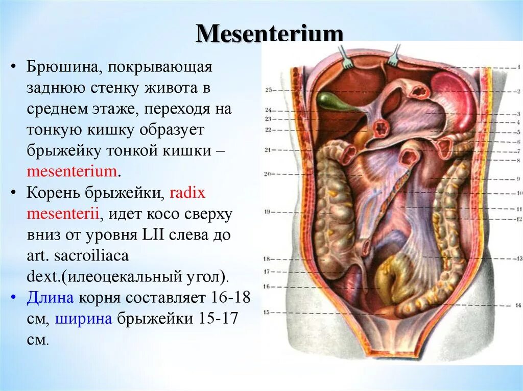 Толстая брюшная стенка. Брюшная полость париетальная брюшина. Топография листков брюшины. Брюшина топографическая анатомия.