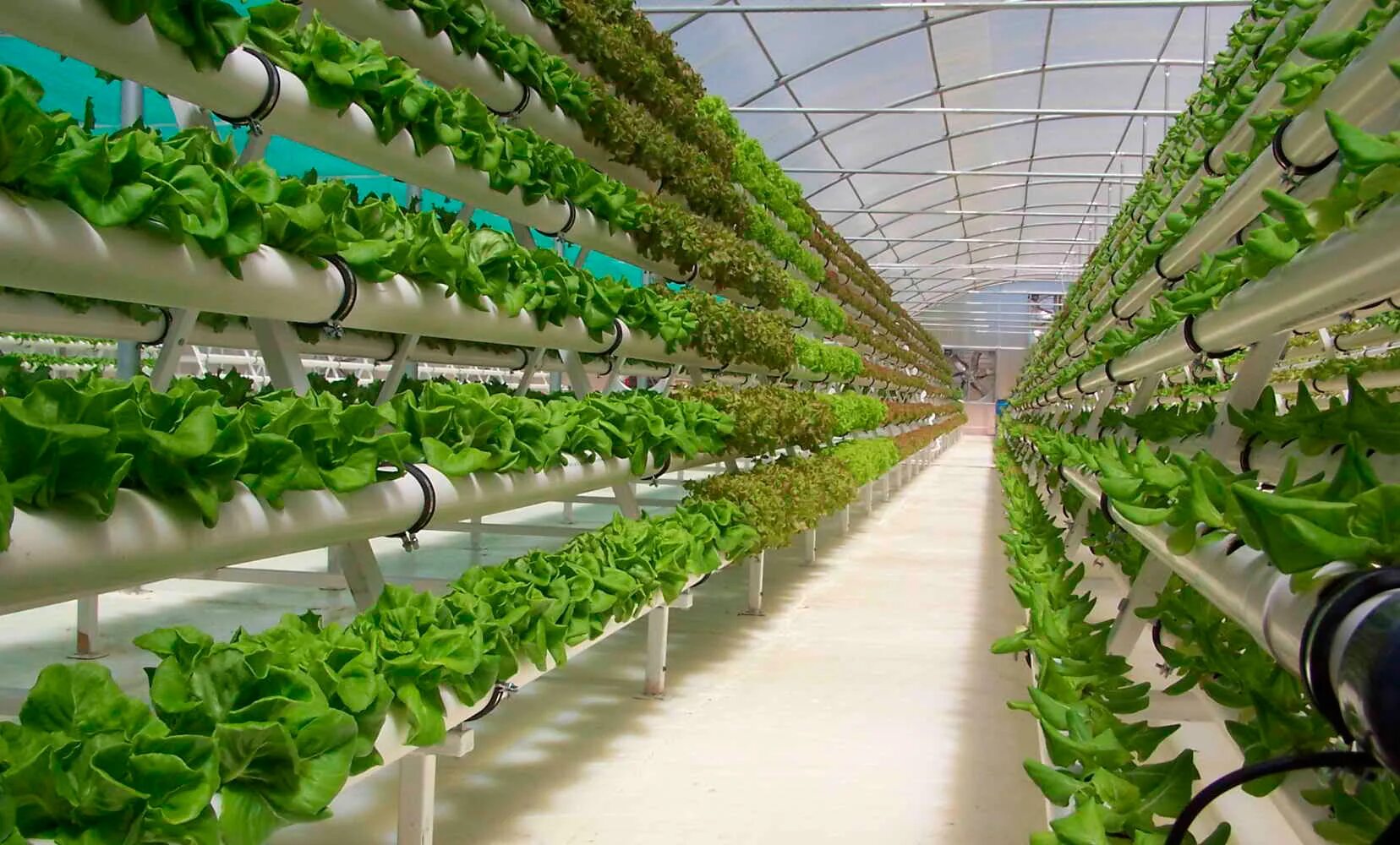 технические культуры. декоративные культурные растения. систематика сахарного тростника. промышленные культуры растений. тепличное хозяйство «гринхаус».