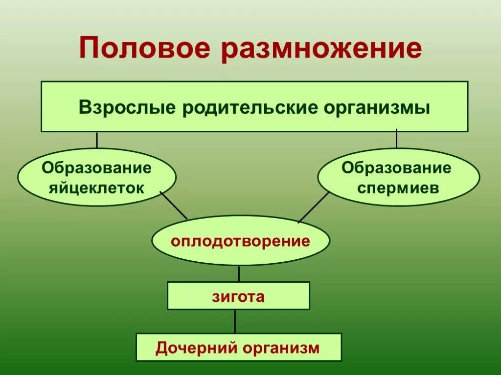 Условия бесполого размножения. Половое размножение растений. Половое размножение организмов. Половые размножения растений. Половое размножение .взрослые родительские организмы..