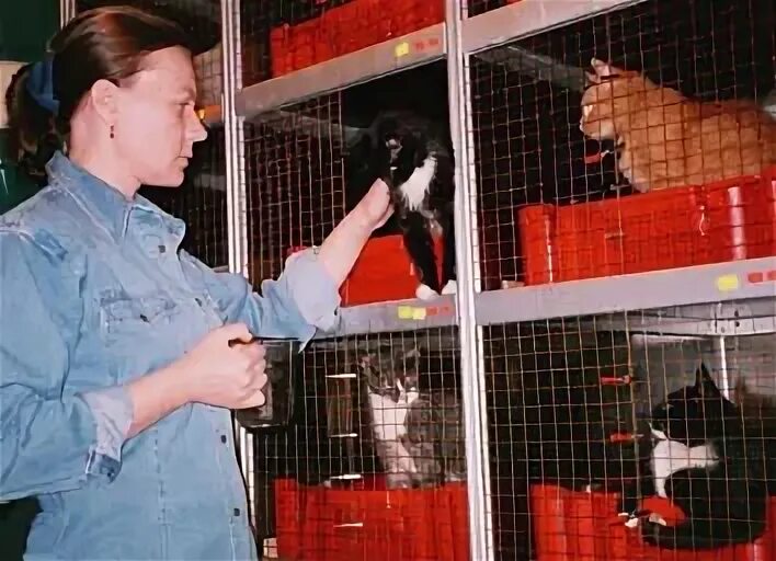 центр правовой зоозащиты. правовая зоозащита. центр правовой зоозащиты. кулагин центр правовой зоозащиты. правовая зоозащита вк.