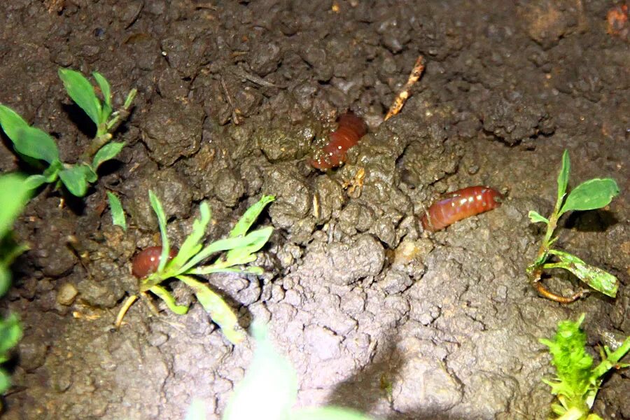 Почему после дождя червяки. Дождевые черви после дождя выползают из земли. Дождевой червь после дождя. Дождевые черви на асфальте после дождя.