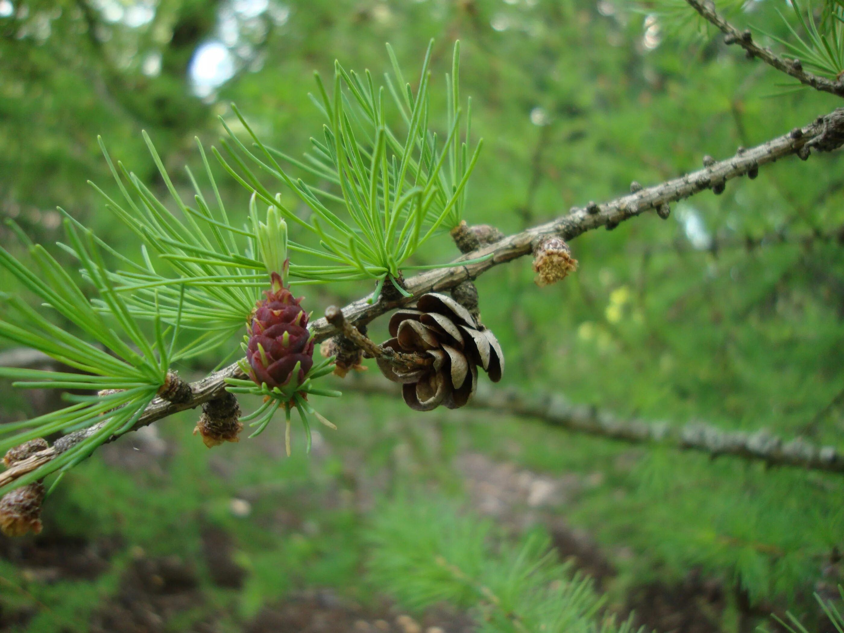 Лиственница комарова. Лиственница американская Larix laricina. Лиственница Гмелина Даурская. Североамериканская лиственница.