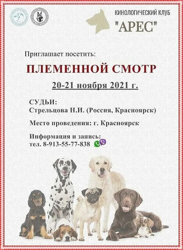 Тестирование для допуска в племенное разведение. Тестирование собак для допуска в племенное разведение. тестирование поведения собак. племенной смотр собак. тестирование племенного поведения собак.