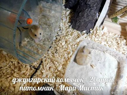 Можно ли сейчас вывести хомяка