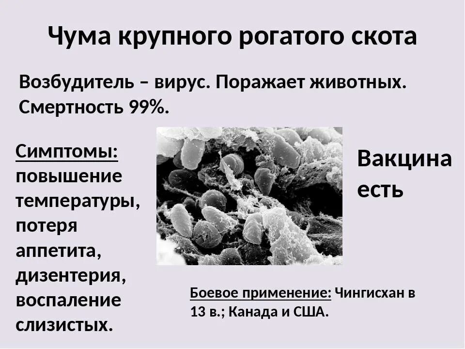 Чума какая болезнь. Чума крупного рогатого скота вирус. Возбудитель чумы рогатого скота.