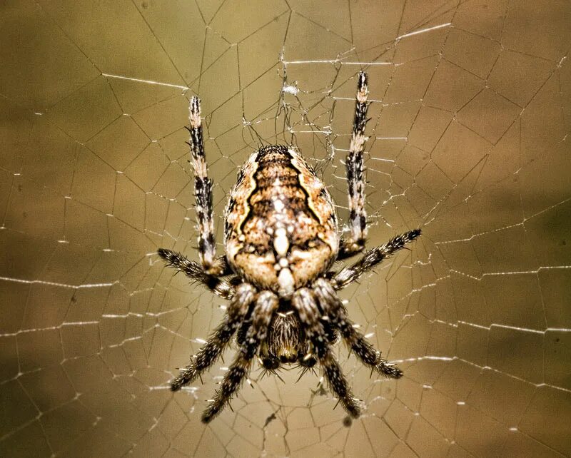 Паук крестовик является. Araneus diadematus паук. паук крестовик микроскоп. аранеус паук чёрный. паук крестовик под микроскопом.