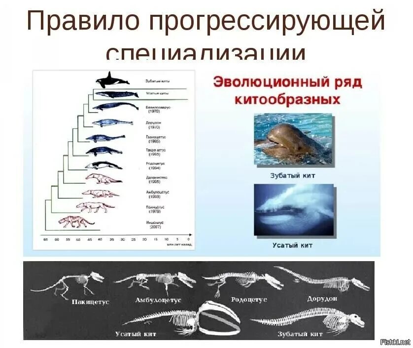 Примеры эволюции живых организмов. Правило прогрессирующей специализации. Правило прогрессирующей специализации примеры. Правило прогрессивной специализации. Специализация в эволюции.