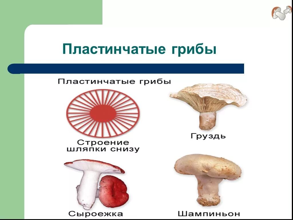 Пластинчатые грибы. Строение пластинчатого гриба. Трубчатые и пластинчатые грибы. Трубчатые и пластинчатые грибы фото. Строение пластинчатых грибов