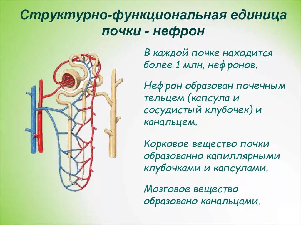 Структорно-функциональной еденицей пе. Нефрон структурно-функциональная единица почки. Нефрон – функционально-структурная единица почки. Строение структурно-функциональных единиц почек нефрон. Структурная функциональная единица почки называется