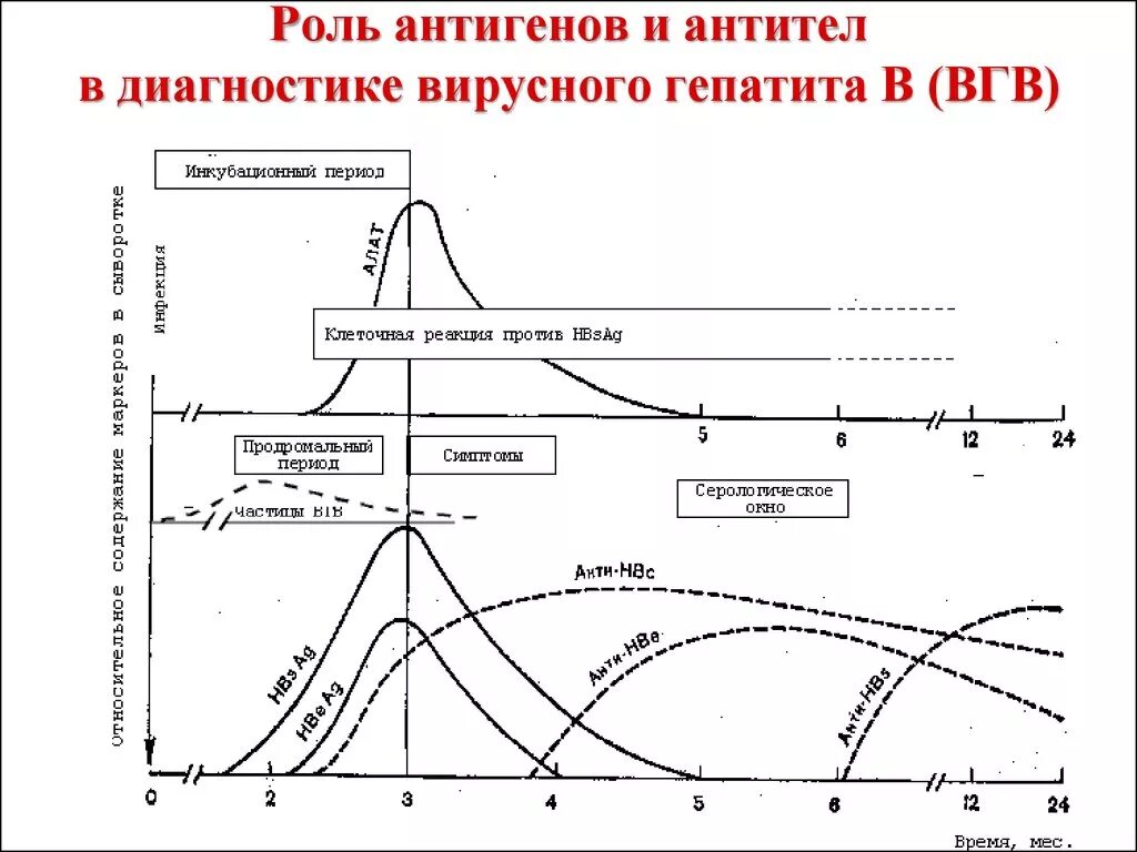 Гепатит б график. Динамика антител при гепатите в. Динамика появления антител к гепатиту с. Антитела к антигену гепатита в. Роль антигенов и антител в диагностике вирусного гепатита в.